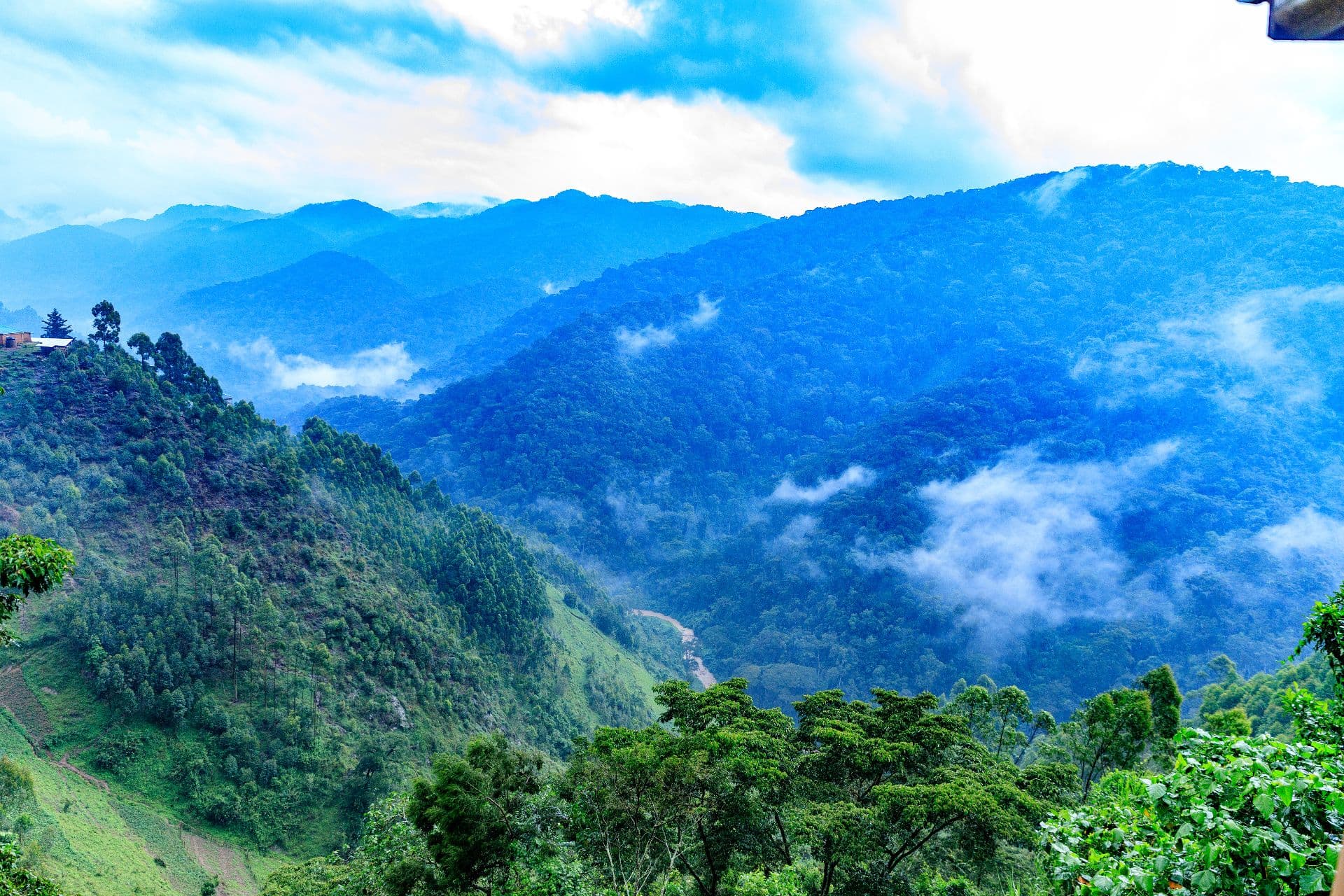Misty mountains of Bwindi