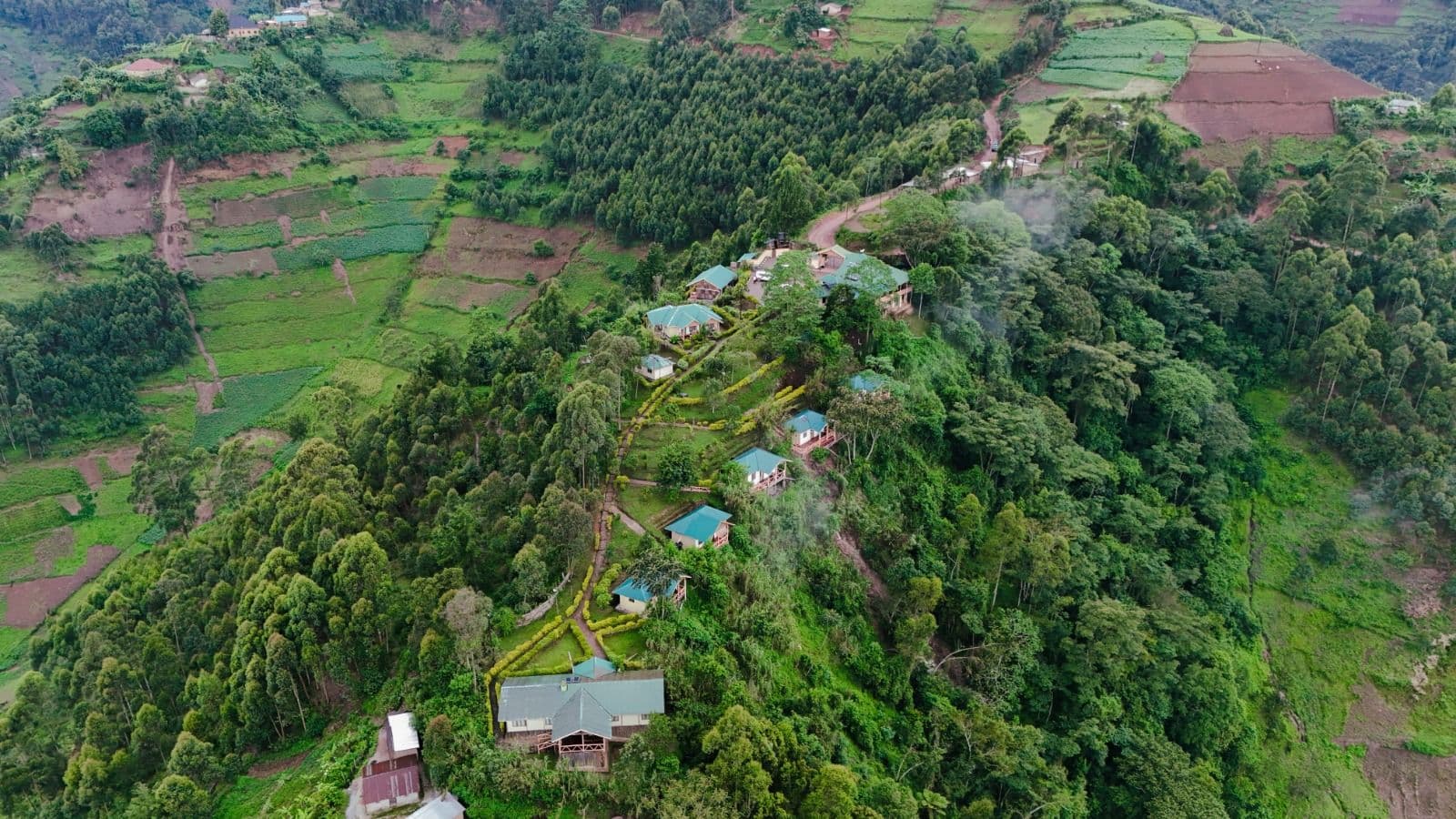 Bwindi forest trail